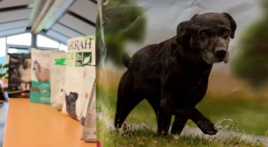 Harmelen Animal Shelter makes shopping bag from feed sack to