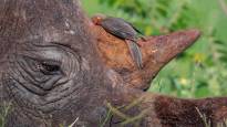 Hopeful news from the animal world the African rhinoceros population