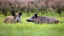 Hunters tracking swine fever have found more dead wild boars