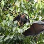 It could be catastrophic Nipah the virus that worries the