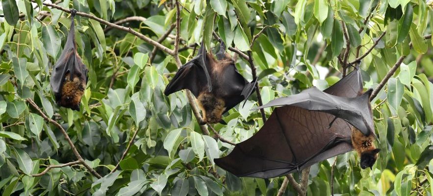 It could be catastrophic Nipah the virus that worries the