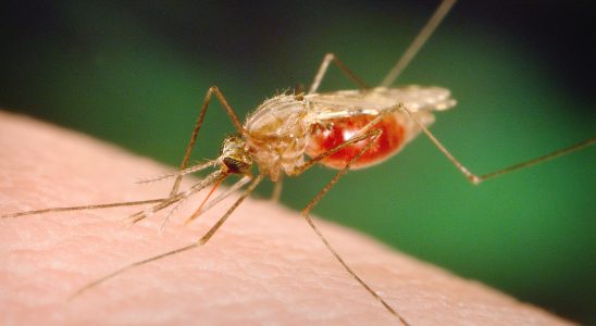 Mosquitoes in Forest test positive for West Nile virus