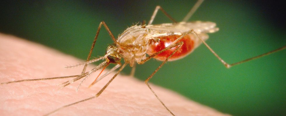 Mosquitoes in Forest test positive for West Nile virus