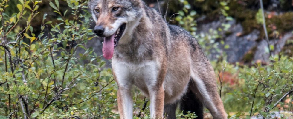 New wolf attack in Norrtalje