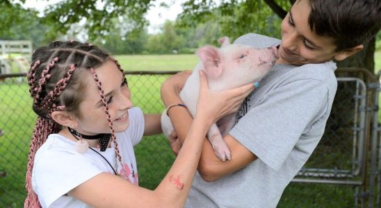 Norfolk kids help cops corral runaway piglet