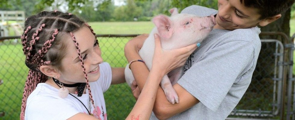 Norfolk kids help cops corral runaway piglet
