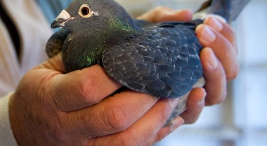 Pigeons were smuggled in pizza boxes