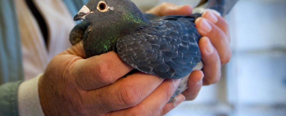 Pigeons were smuggled in pizza boxes