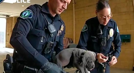 Puppy rescued after fentanyl overdose