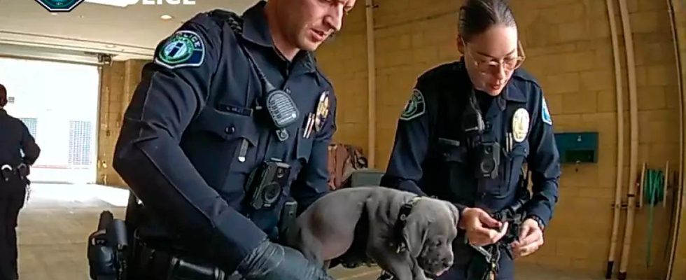 Puppy rescued after fentanyl overdose