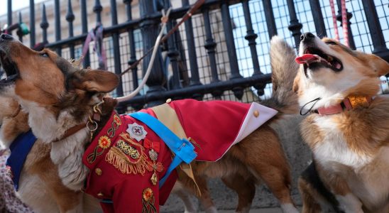 Queen Elizabeth is honored with a corgi parade