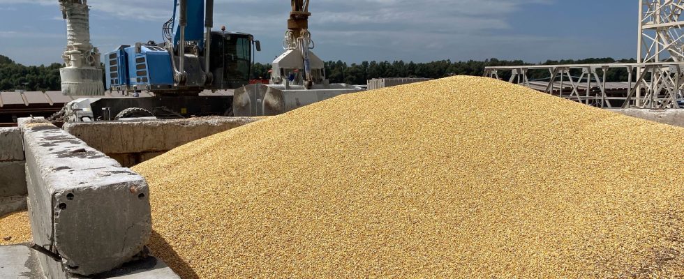 Restriction of Ukrainian grain why three countries are resisting the