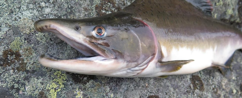 Russian monster salmon is spreading in Sweden