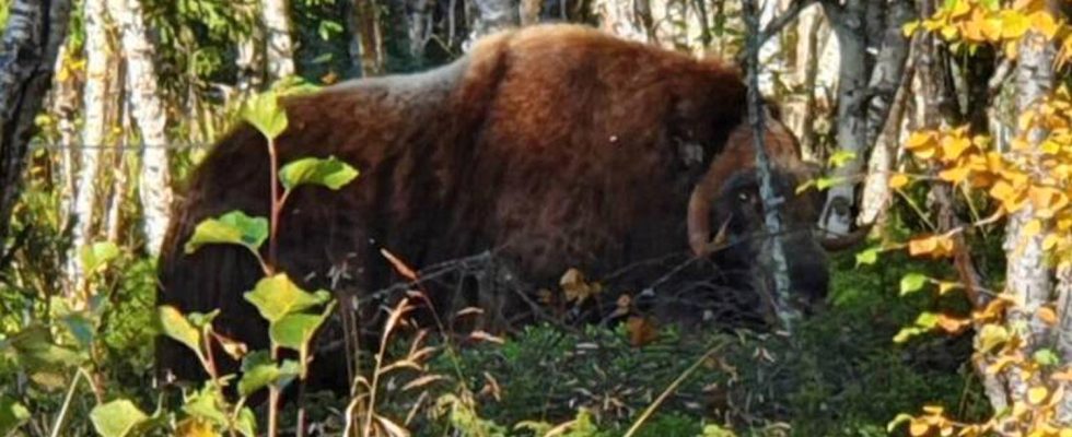 Sam the muskox has died