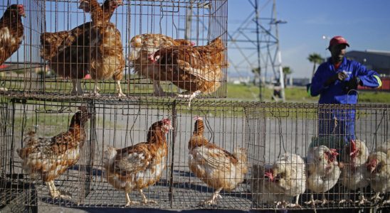 South African poultry industry threatened by bird flu