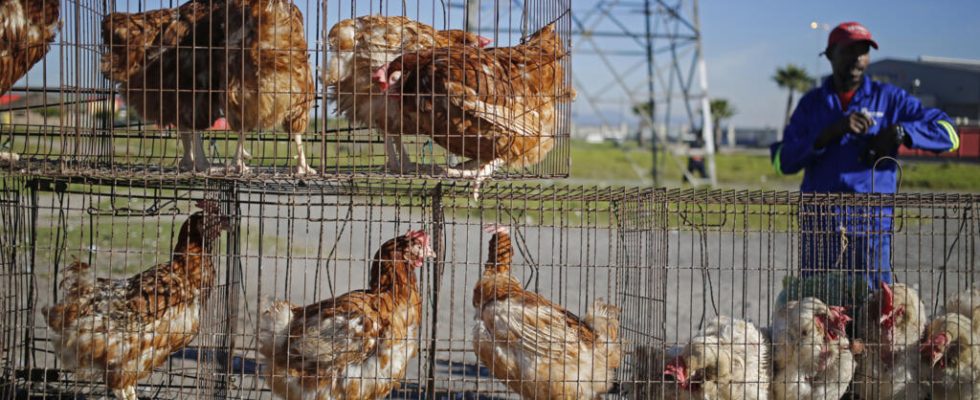 South African poultry industry threatened by bird flu