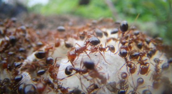 The fire ant has arrived in Europe why we should