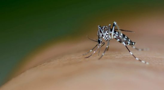 The map of municipalities invaded by the tiger mosquito has