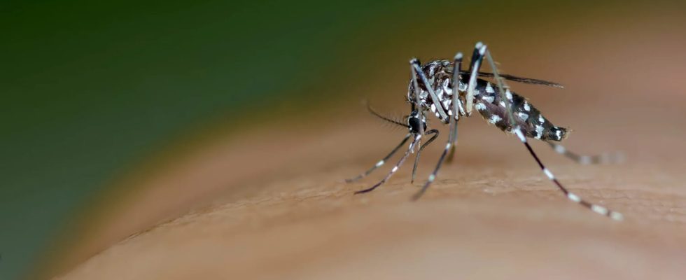The map of municipalities invaded by the tiger mosquito has