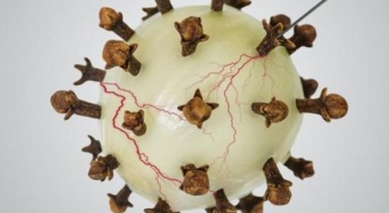 The most effective antibiotic Dip a clove into an onion