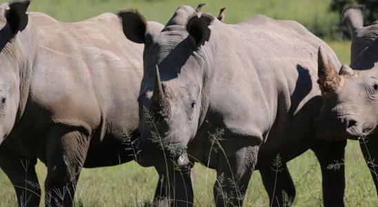The number of rhinos is increasing in Africa