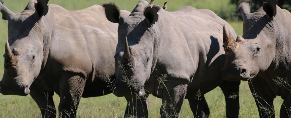 The number of rhinos is increasing in Africa