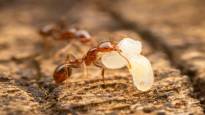 The painfully stinging fire ant has spread to Europe and