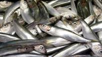 The parliament rejects the herring fishing ban in Finlands nearby