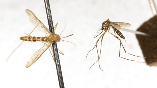 These residential areas are home to the dangerous tiger mosquito