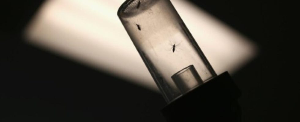 Tiger mosquito and dengue fever in Ile de France In winter the