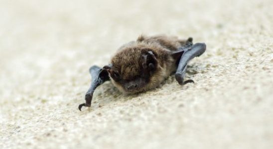 Utrecht insulation method does not chase bats out of the