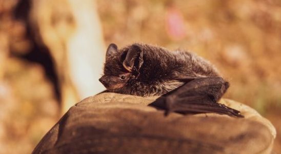 Vereniging Eigen Huis stops cavity wall insulation due to bat