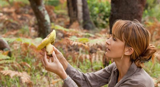 What to do in case of mushroom poisoning Symptoms