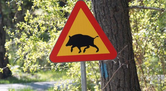 Wild boar in waste stations in 20 municipalities