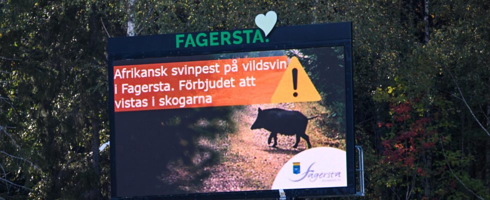 Wild boar near Katrineholm not infected with plague
