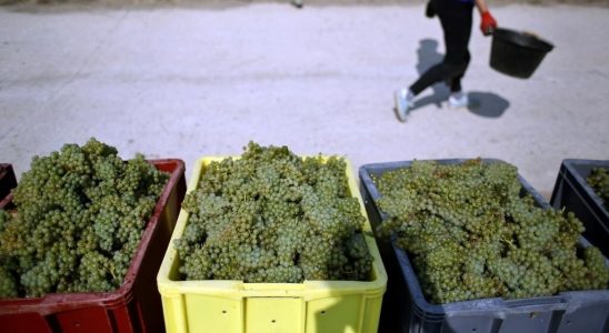 in Champagne vineyards the living conditions of foreign workers cause