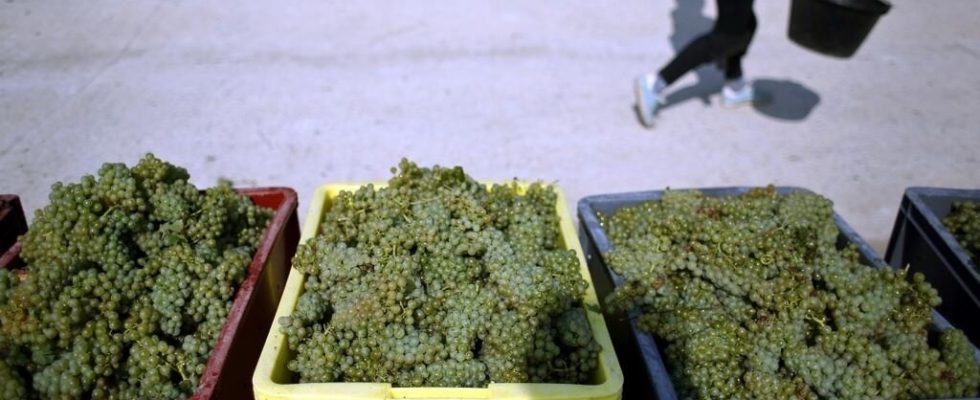 in Champagne vineyards the living conditions of foreign workers cause