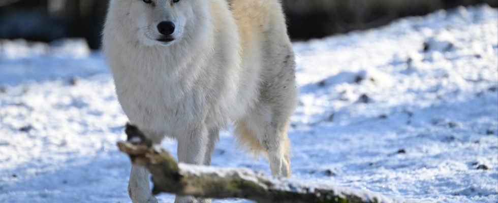 the new wolf plan frustrates breeders and outrages nature defenders
