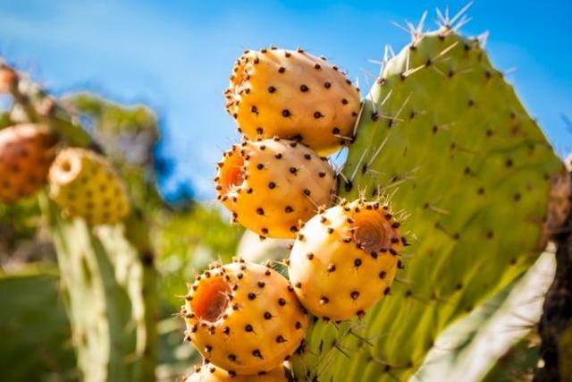 prickly pear 1