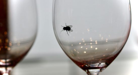A fly fell into your glass should you drink it