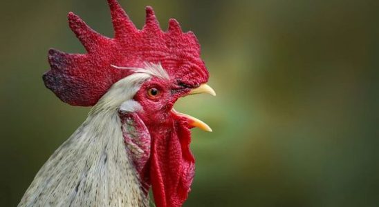Anger and sadness about rooster dump in the province of