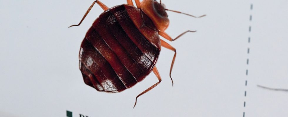 Bedbugs a justified psychosis An experts answers in the event