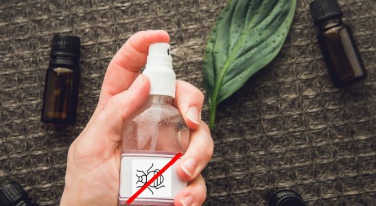Bedbugs the 3 repellent essential oils to spray to avoid