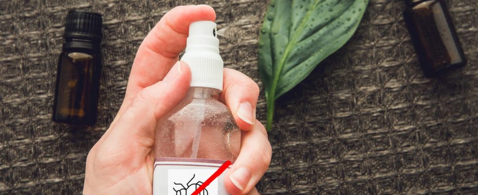 Bedbugs the 3 repellent essential oils to spray to avoid