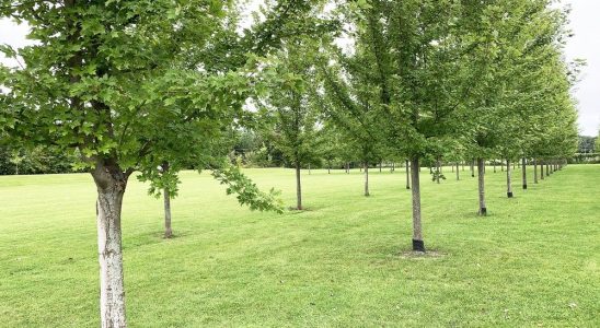 Brantford developing tree protection by law for private properties