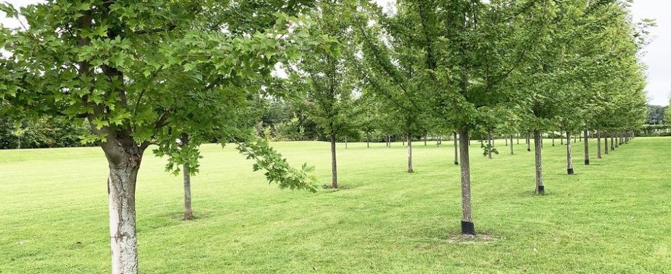Brantford developing tree protection by law for private properties