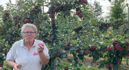 Busy season at apple farm operation