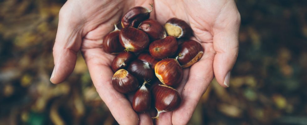 Chestnut or chestnut differences which are edible