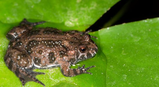 Clock frogs are feared dead after the Danish storm