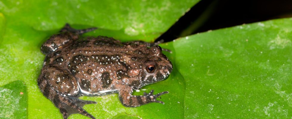 Clock frogs are feared dead after the Danish storm